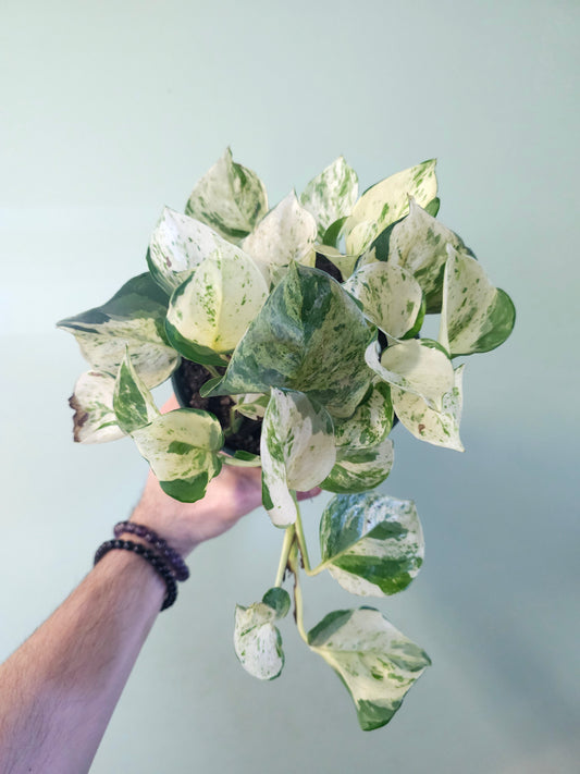 Epipremnum aureum 'Manjula' Pothos 6"