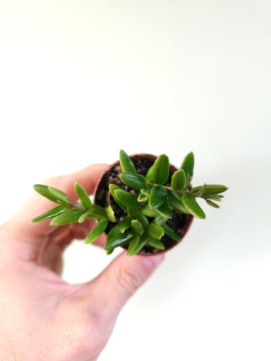 Hoya sp. aff. engleriana 'Vietnam' 2"