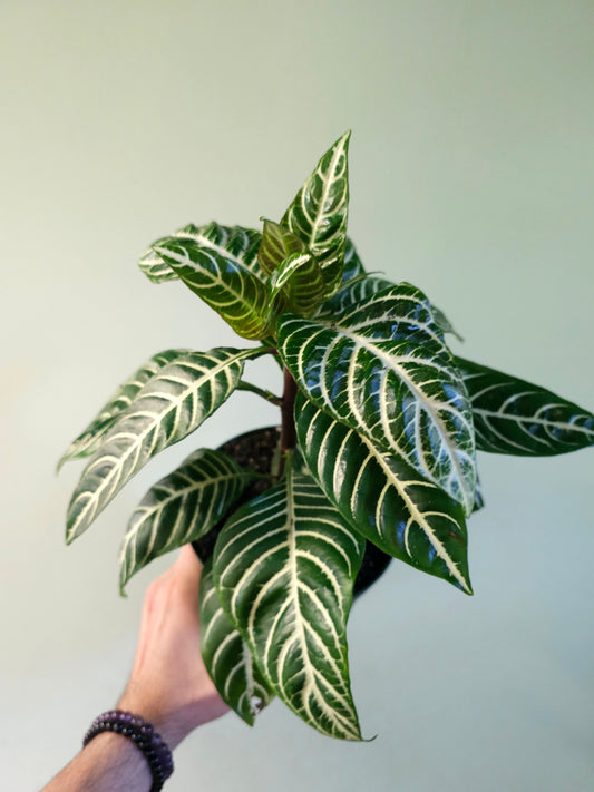 Aphelandra squarrosa 'Dania' 6"