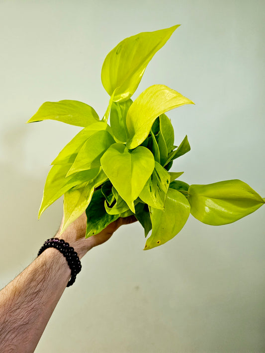 Epipremnum aureum teruno 'Champs Elysees' "Pothos" 4"
