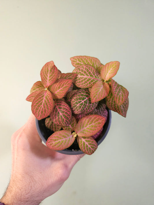 Fittonia albivenis 'Strawberry Blossom' Nerve Plant 4"