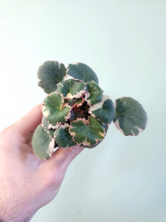 Saxifraga stolonifera Variegated "Tricolor Strawberry Begonia" 2"