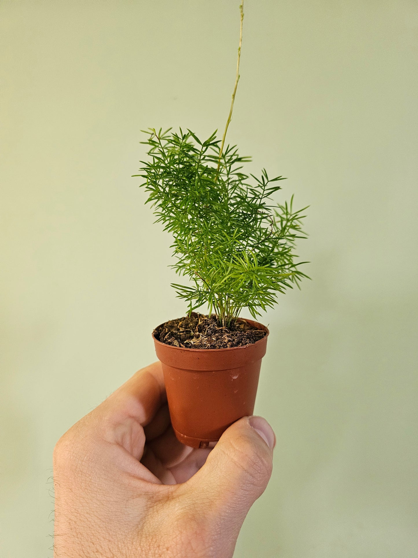 Asparagus densiflorus 'Myersii' "Foxtail Fern" 2"