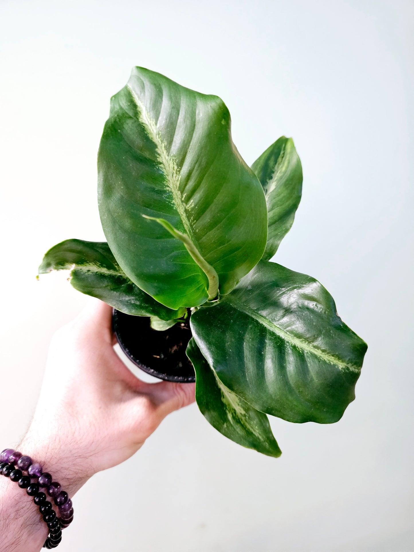 Dieffenbachia 'Panther' 4"