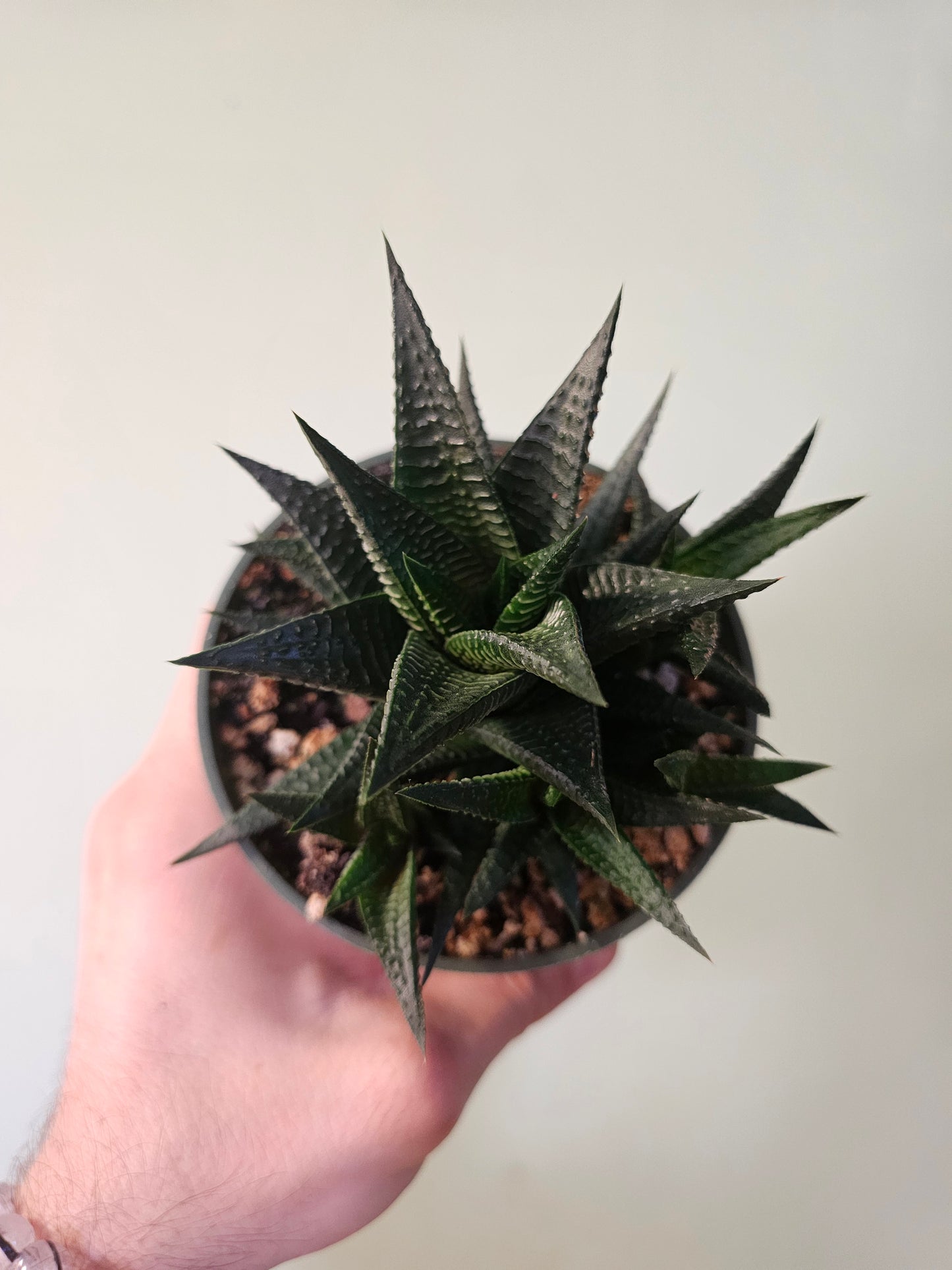 Haworthiopsis limifolia "Fairy Washboard" 4"