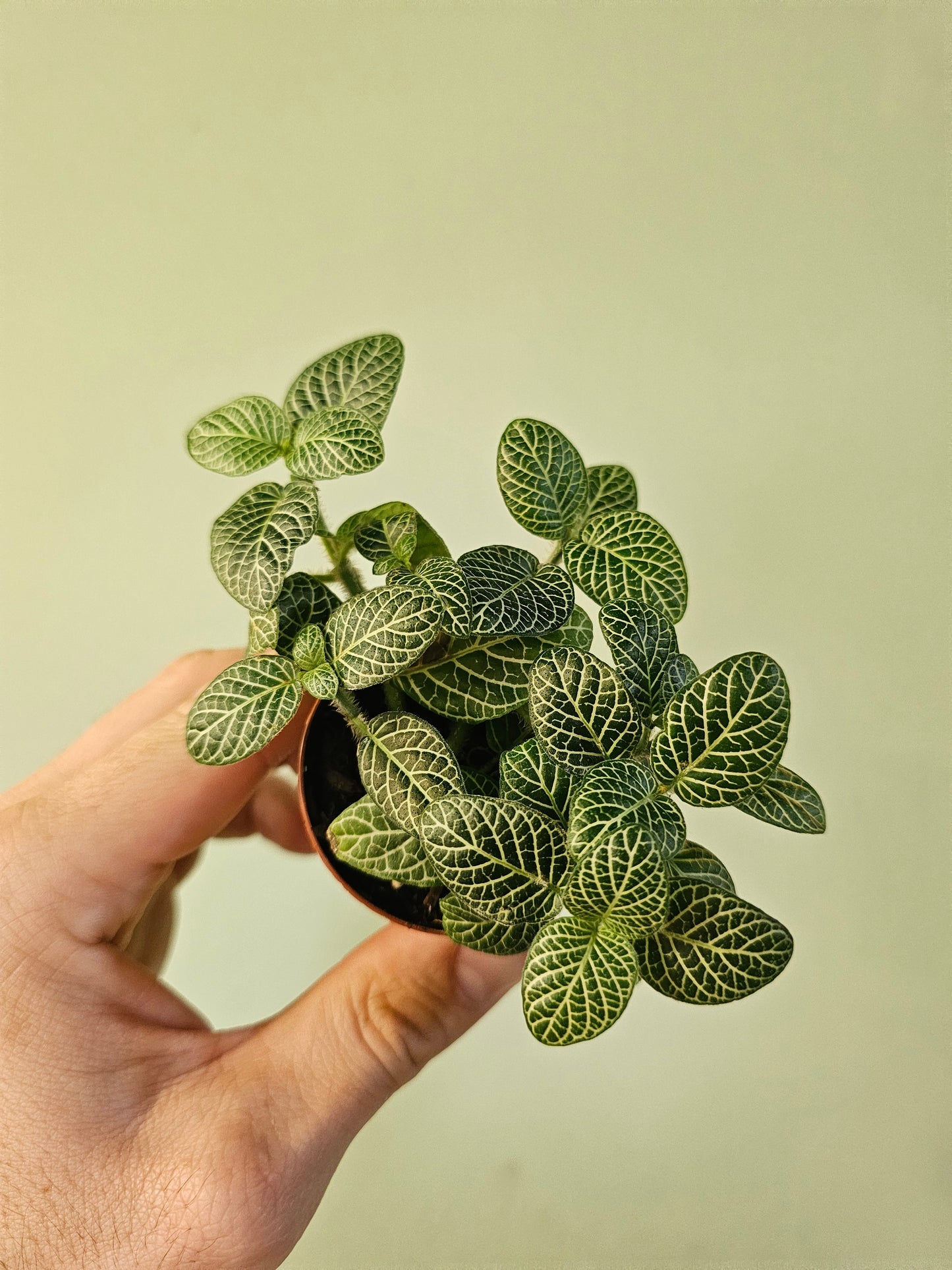 Fittonia albivenis 'White Angel' 2"