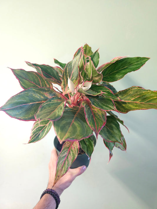 Aglaonema 'Moonstone' 6"