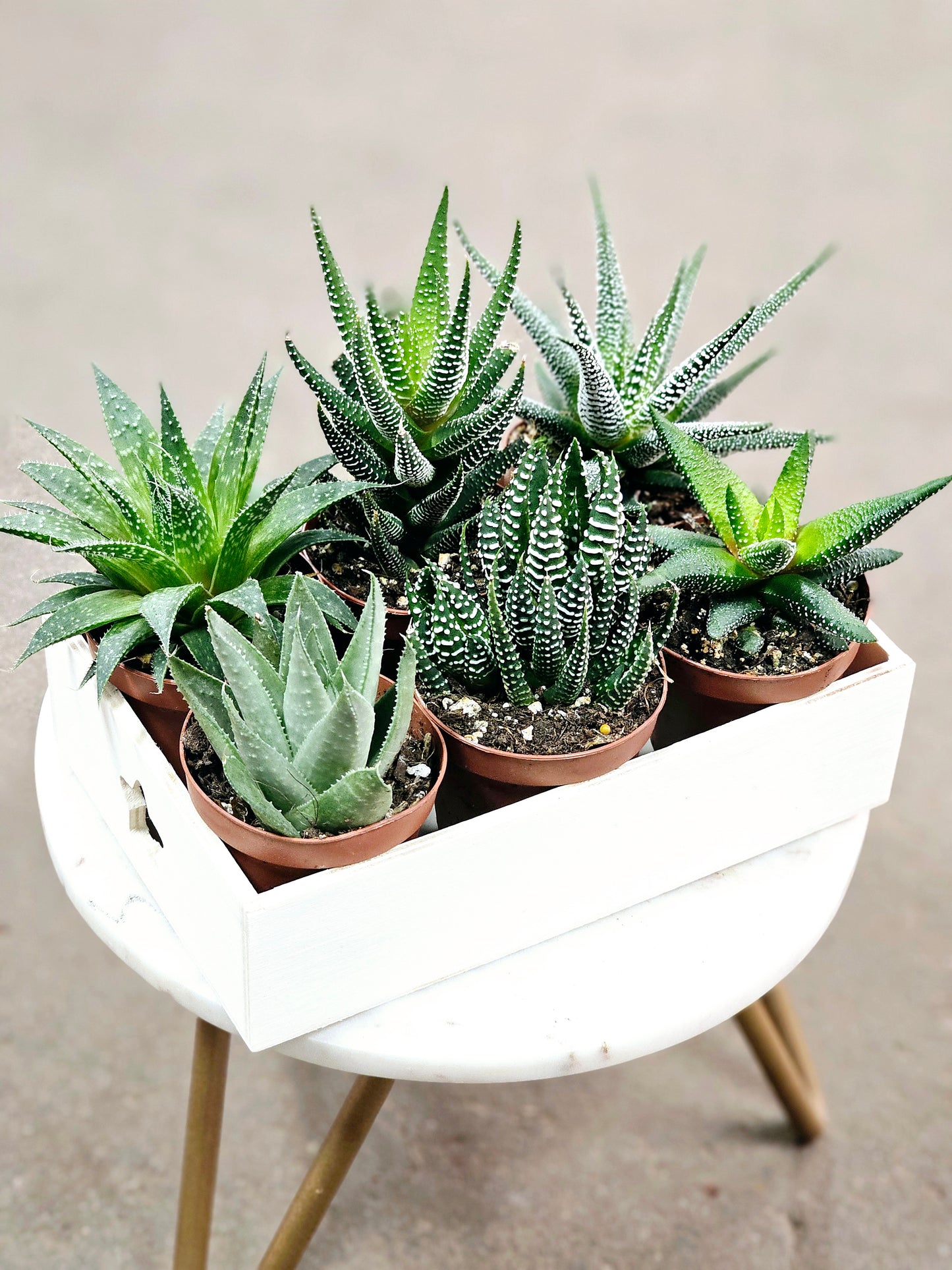 SAAM Auction - Haworthia Collector's Starter Pack