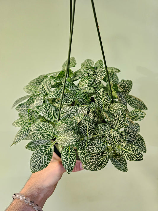 Fittonia albivenis 'White Angel' 6" HB