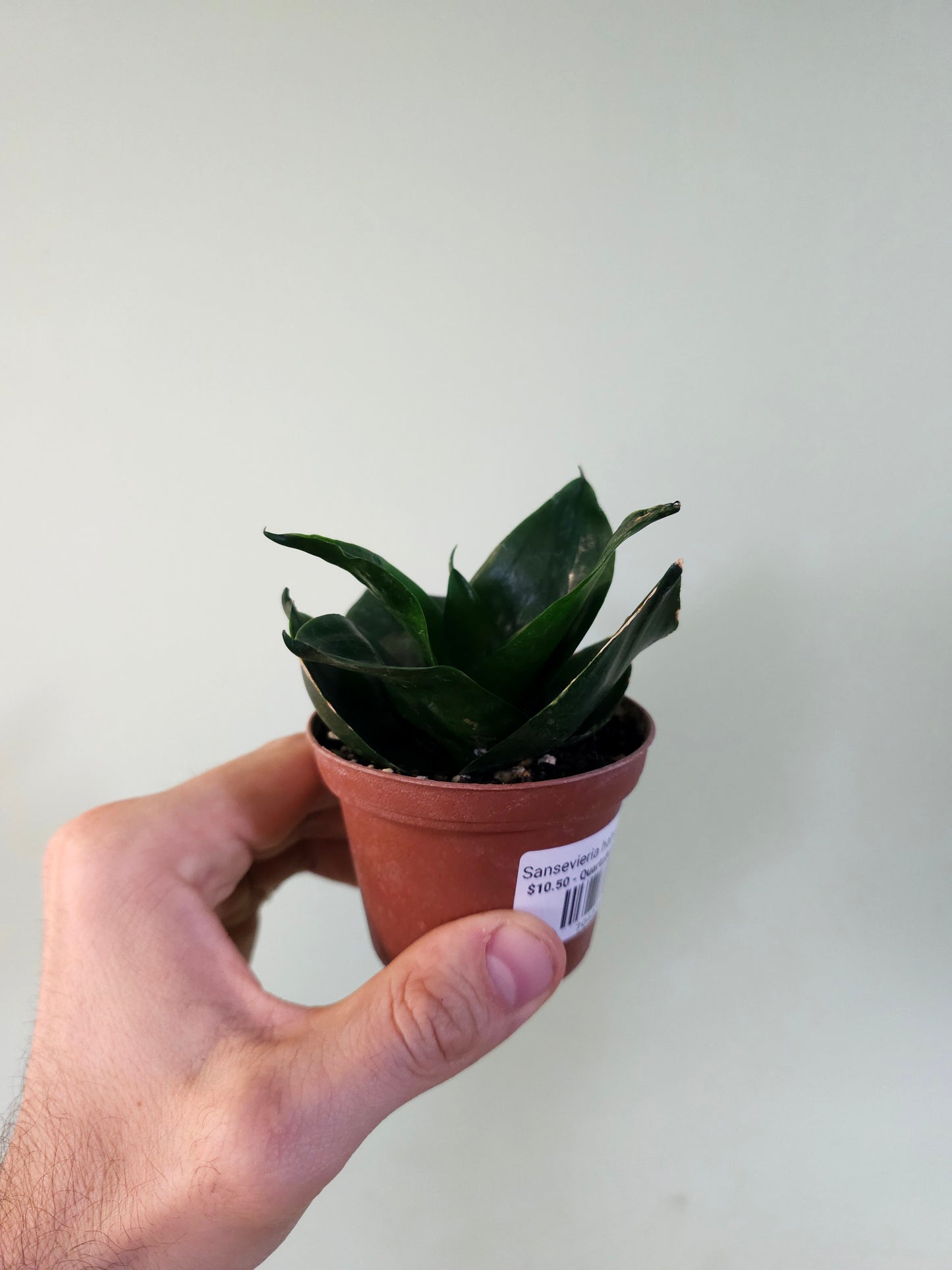 Sansevieria hahnii 'Black' 3"