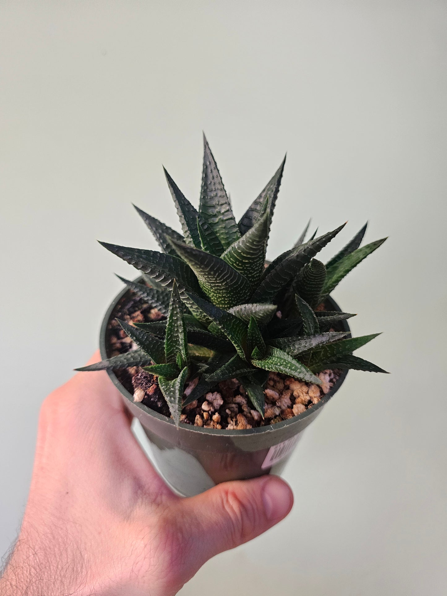 Haworthiopsis limifolia "Fairy Washboard" 4"