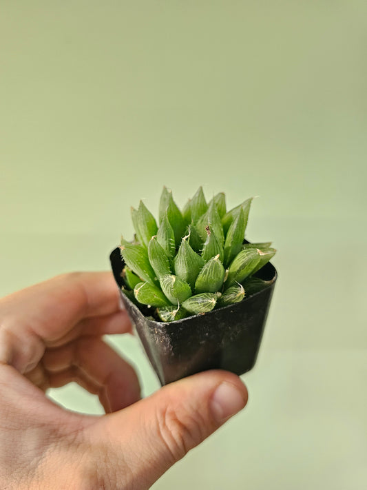 Haworthia cooperi 2"