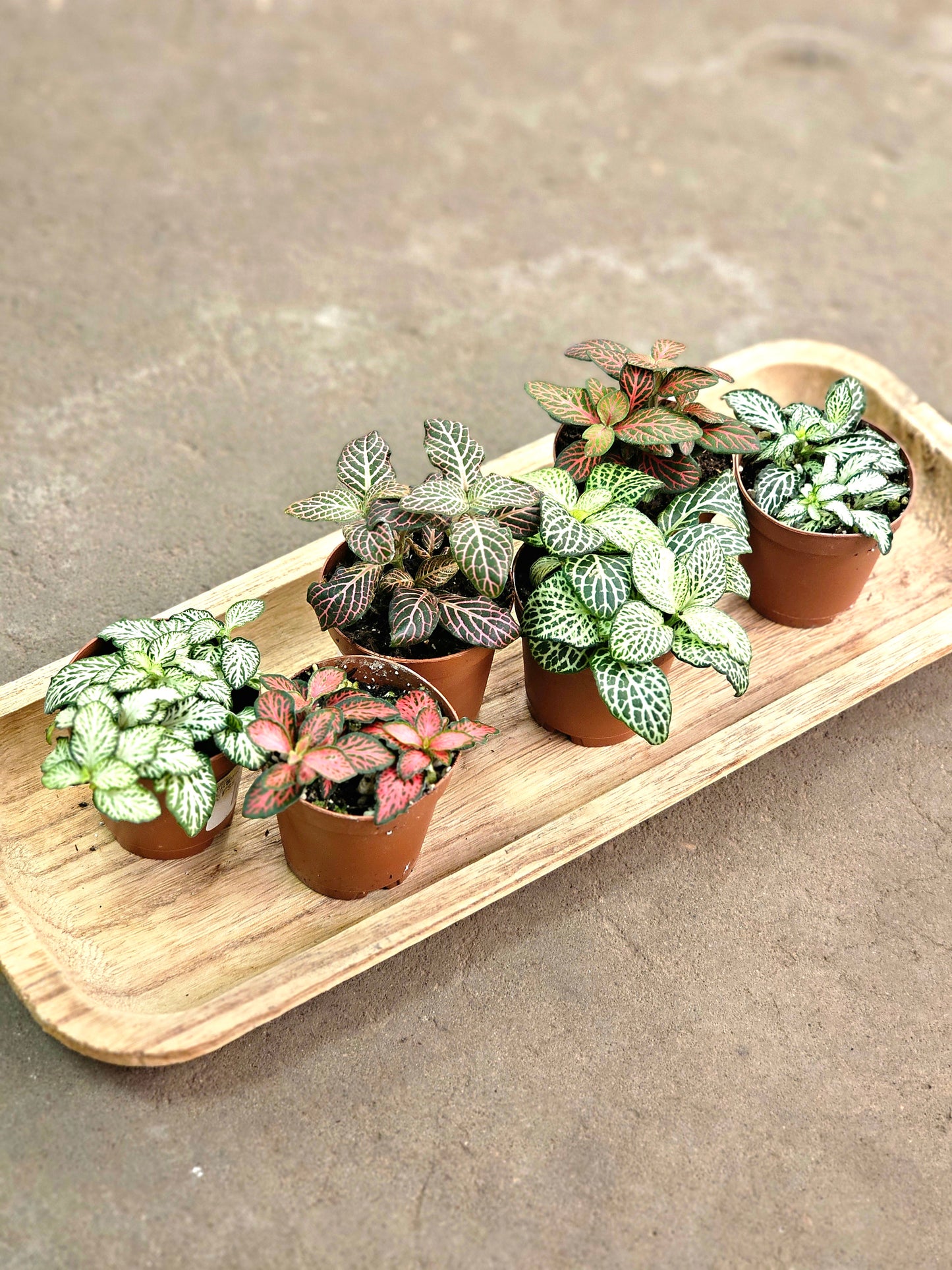 SAAM Auction - Fittonia Collector's Starter Pack