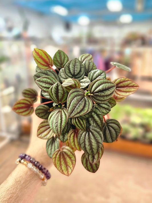 Peperomia 'Piccolo Bando' 4"