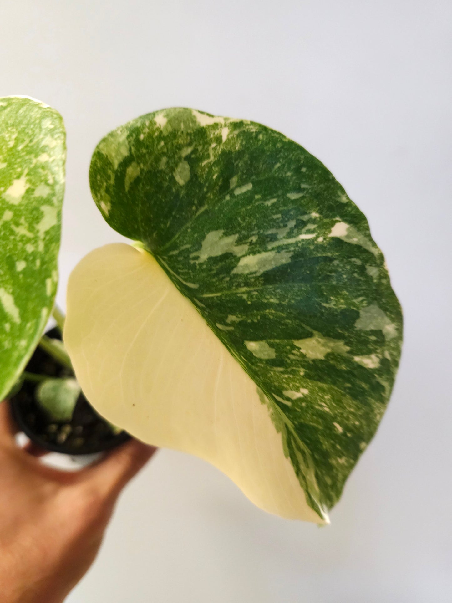 Monstera deliciosa 'Crème Brûlée' 4"