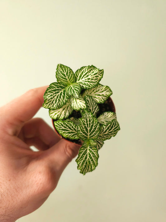 Fittonia albivenis 'White Tiger' Nerve Plant 2"