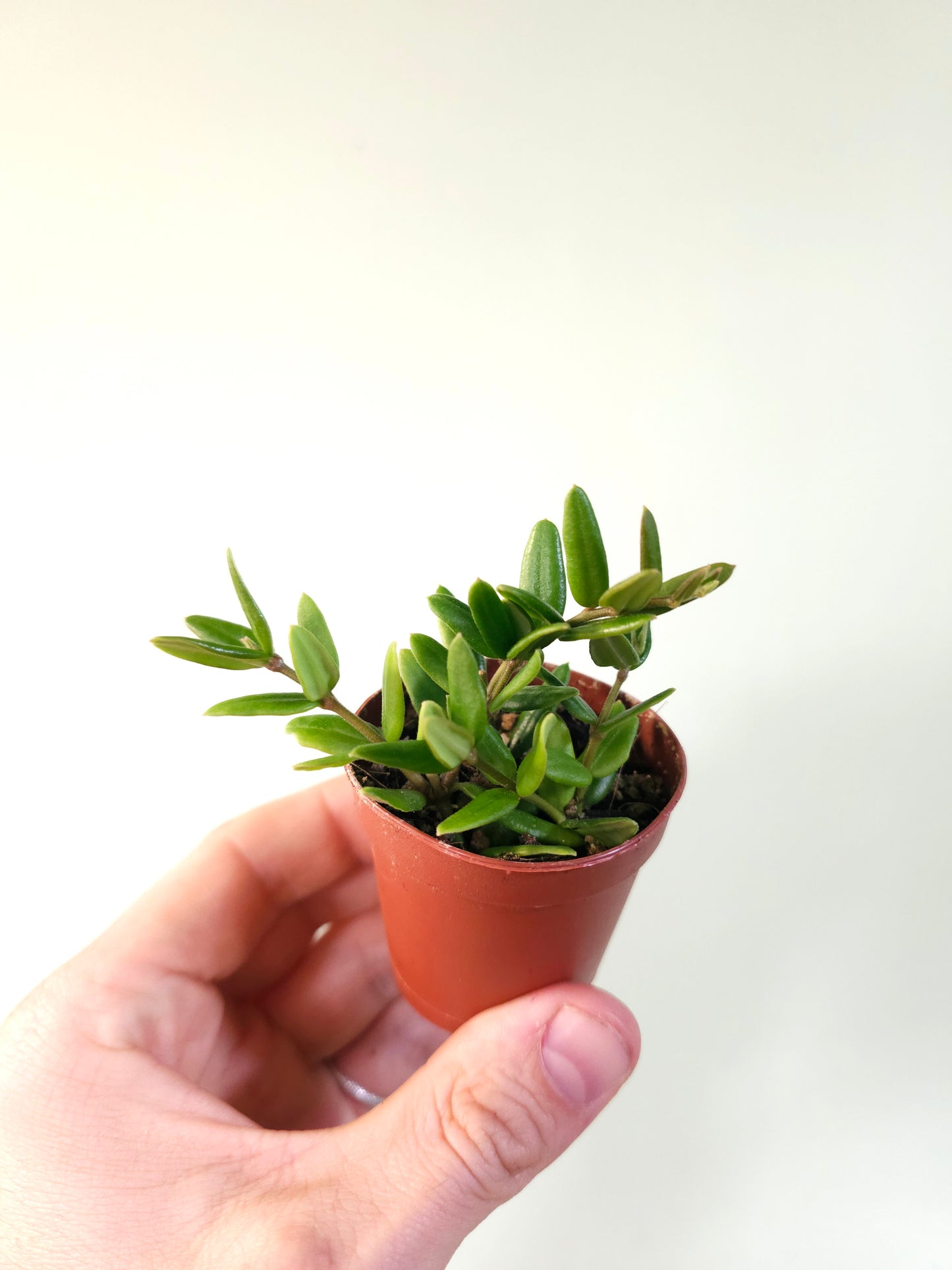 Hoya sp. aff. engleriana 'Vietnam' 2"