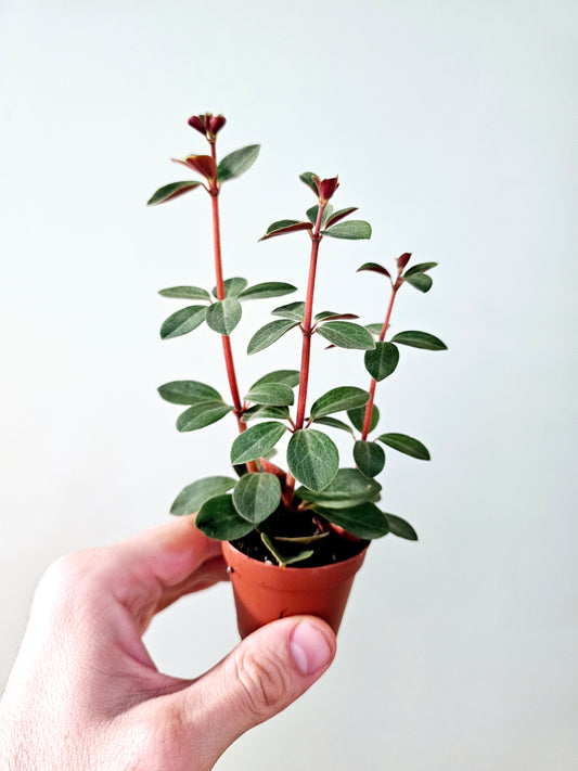 Peperomia verticillata 2"