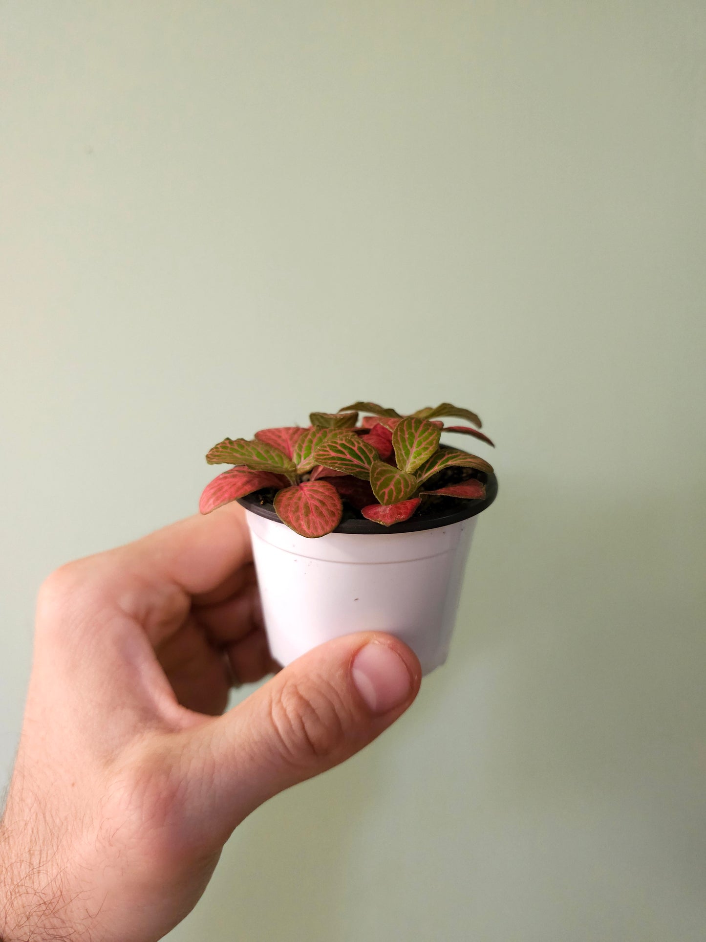 Fittonia albivenis 'Strawberry Blossom' Nerve Plant 2.5"