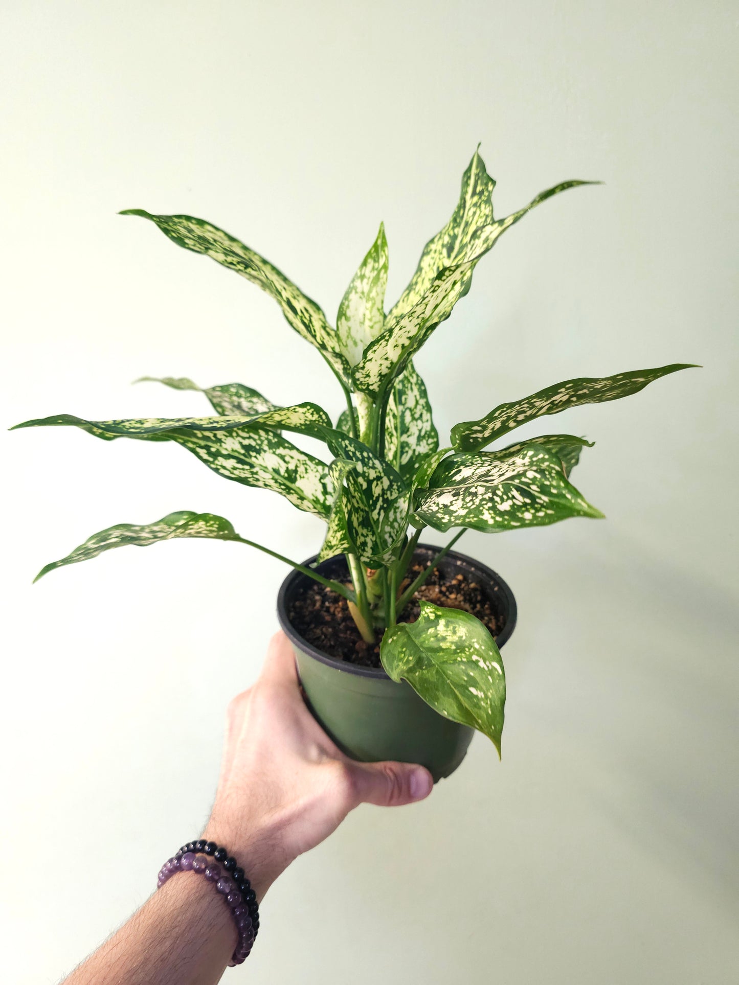 Aglaonema 'Snow White' 6"