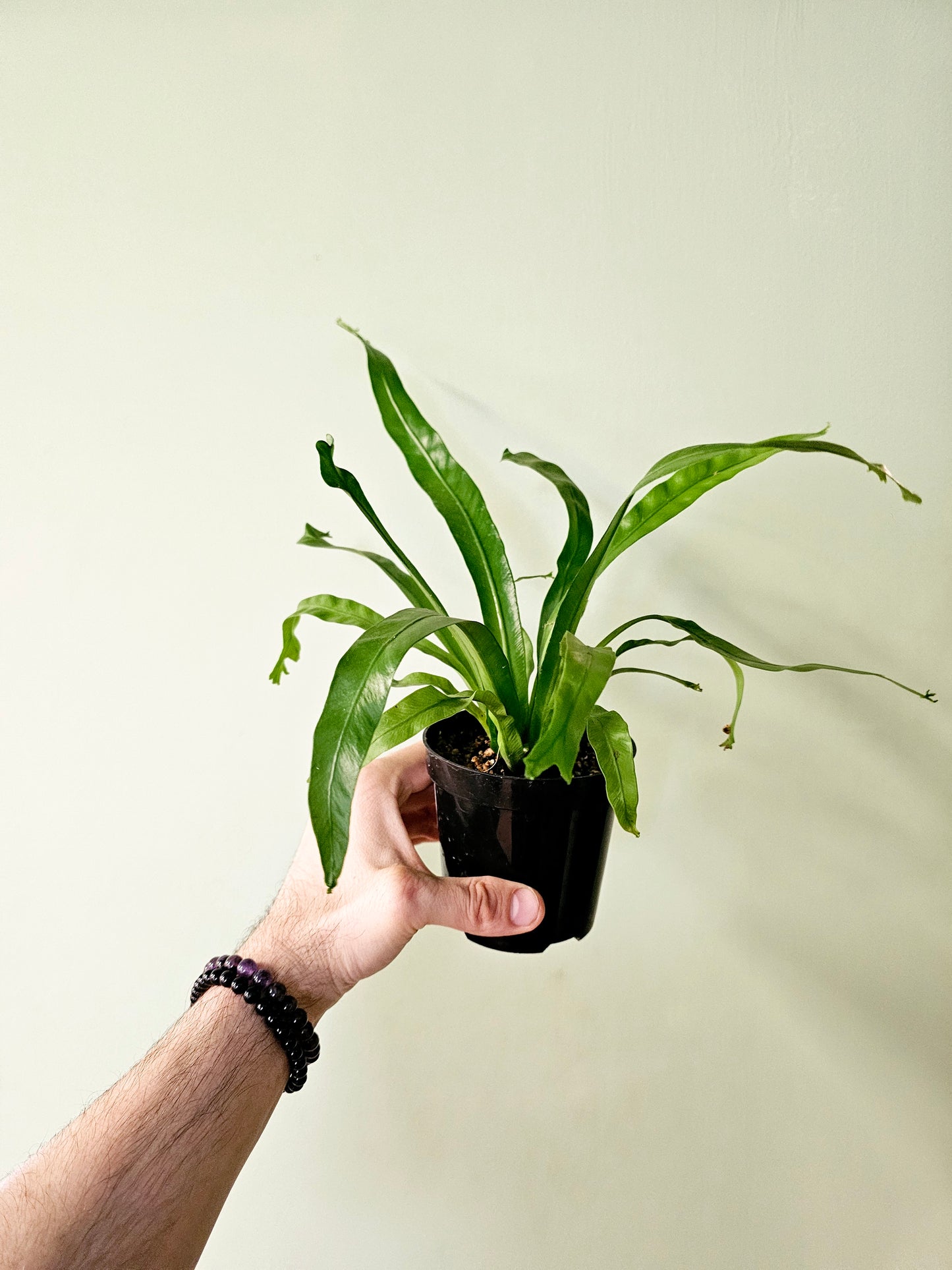 Asplenium antiquum 'Leslie' "Crested Japanese Bird's Nest Fern" 4"