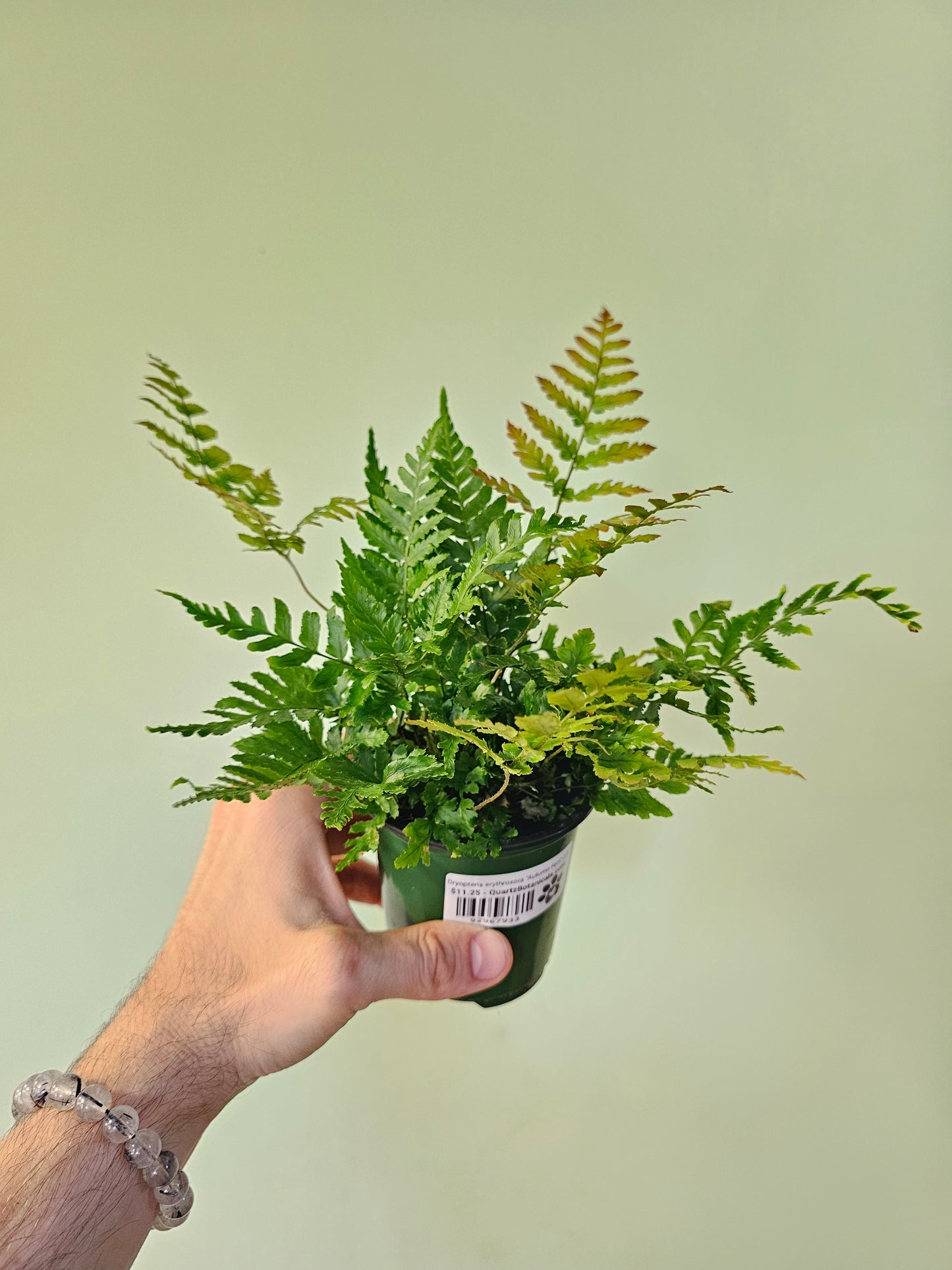 Dryopteris erythrosora "Autumn Fern" 3.5"
