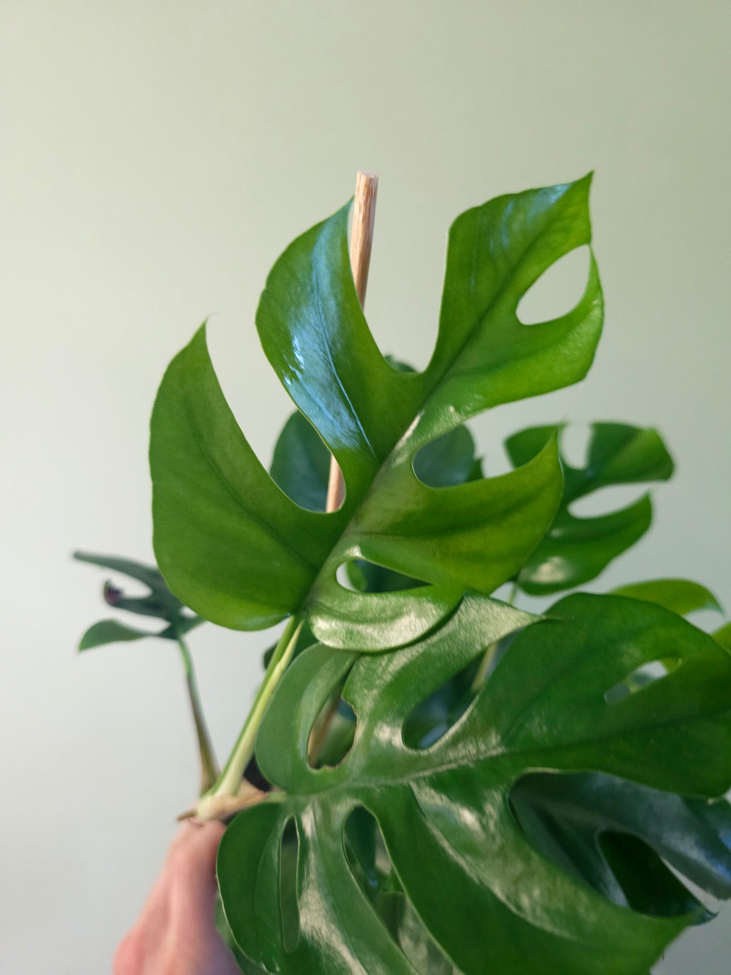 Raphidophora tetrasperma "Mini Monstera" 6"