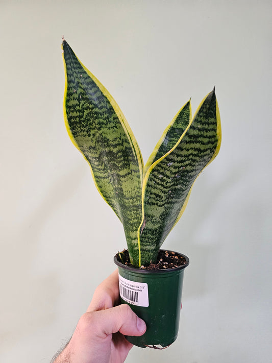 Sansevieria 'Futura Superba' 3.5"
