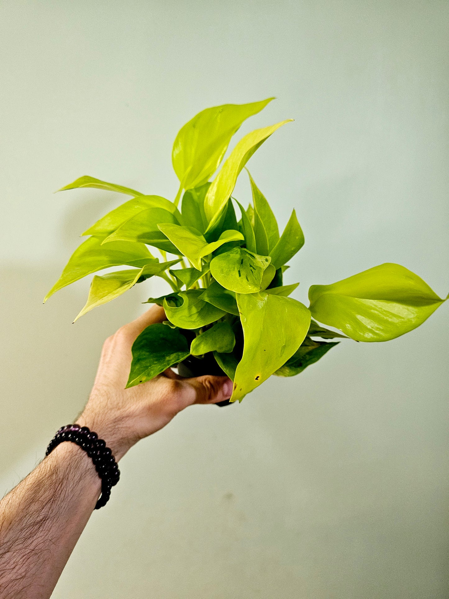 Epipremnum aureum teruno 'Champs Elysees' "Pothos" 4"