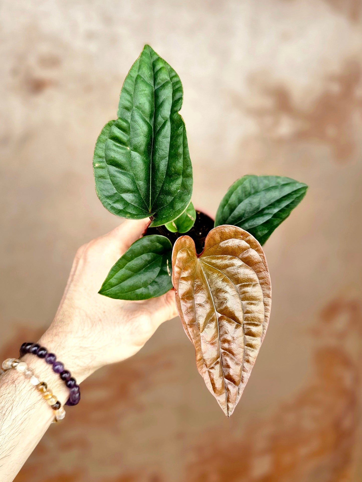 Anthurium radicans x luxurians Hybrid 3"