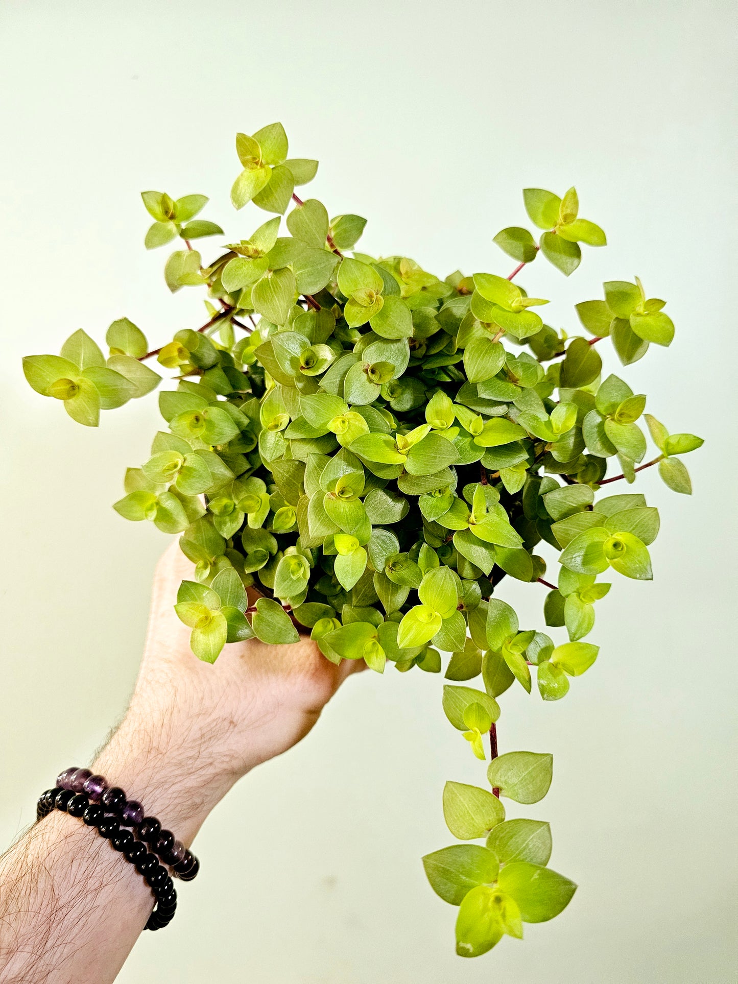 Callisia repens 'Gold' 5"