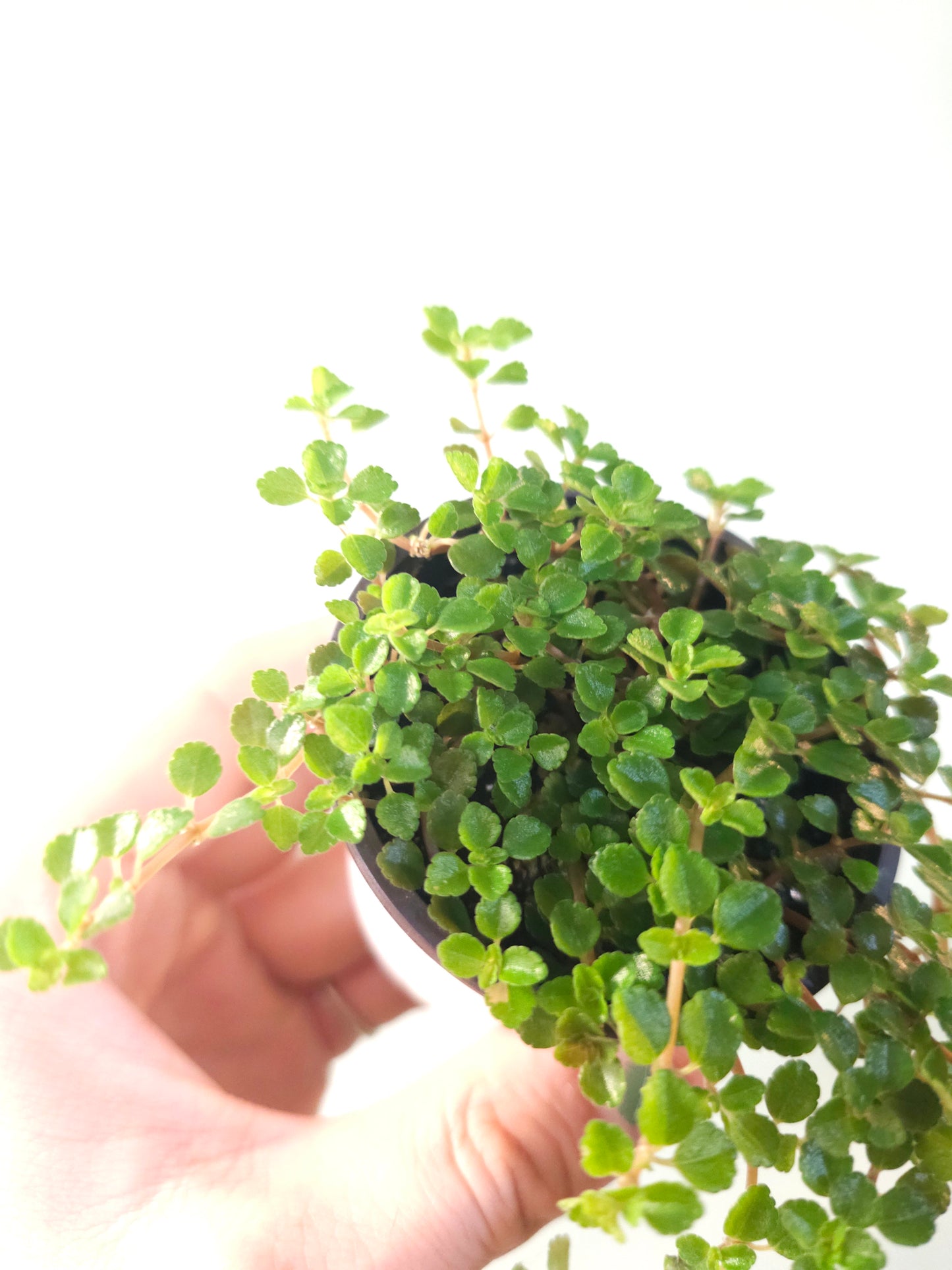 Pilea depressa 'Sao Paulo' 2.5"