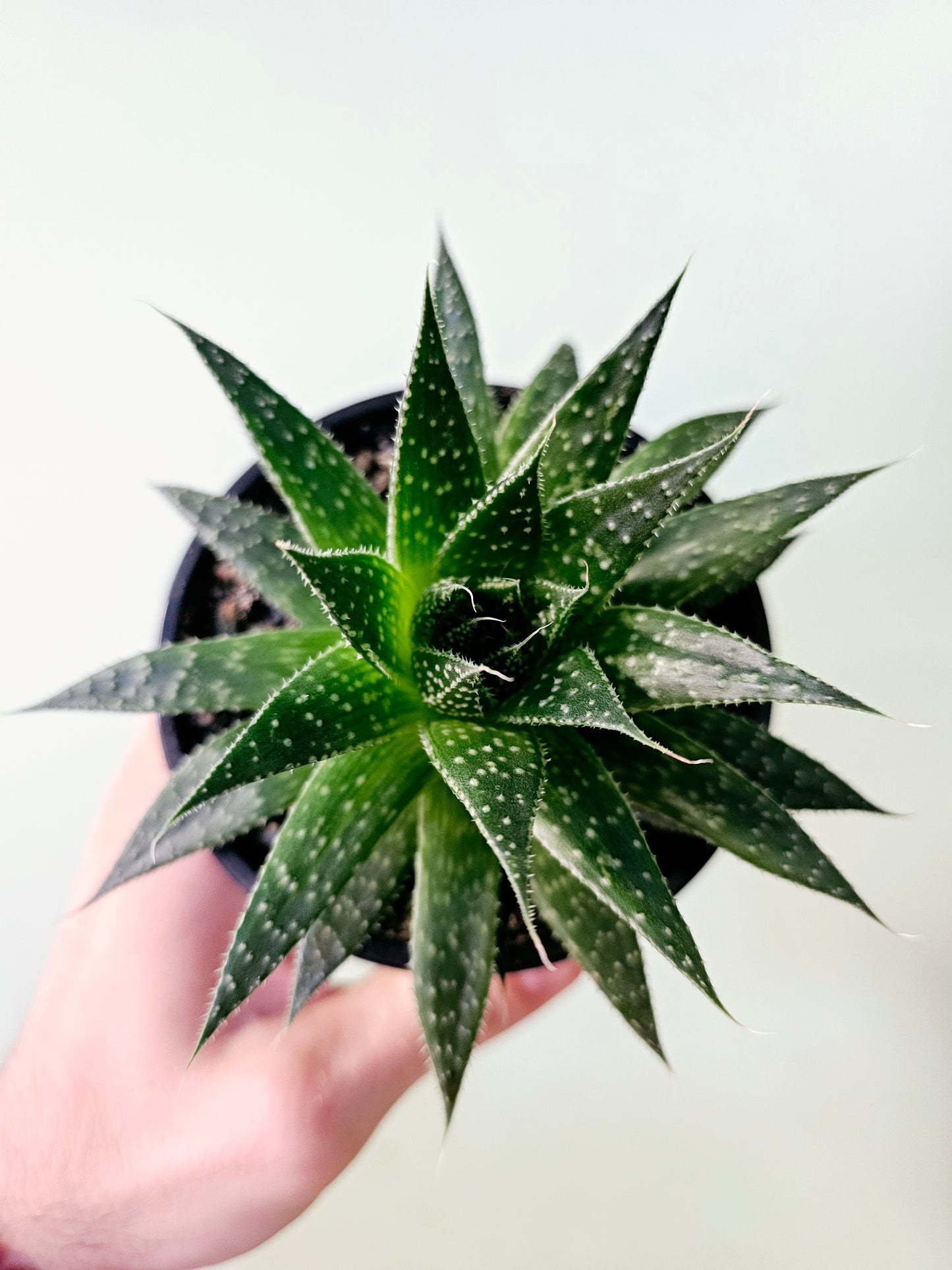 Aloe aristata "Lace Aloe" 4"