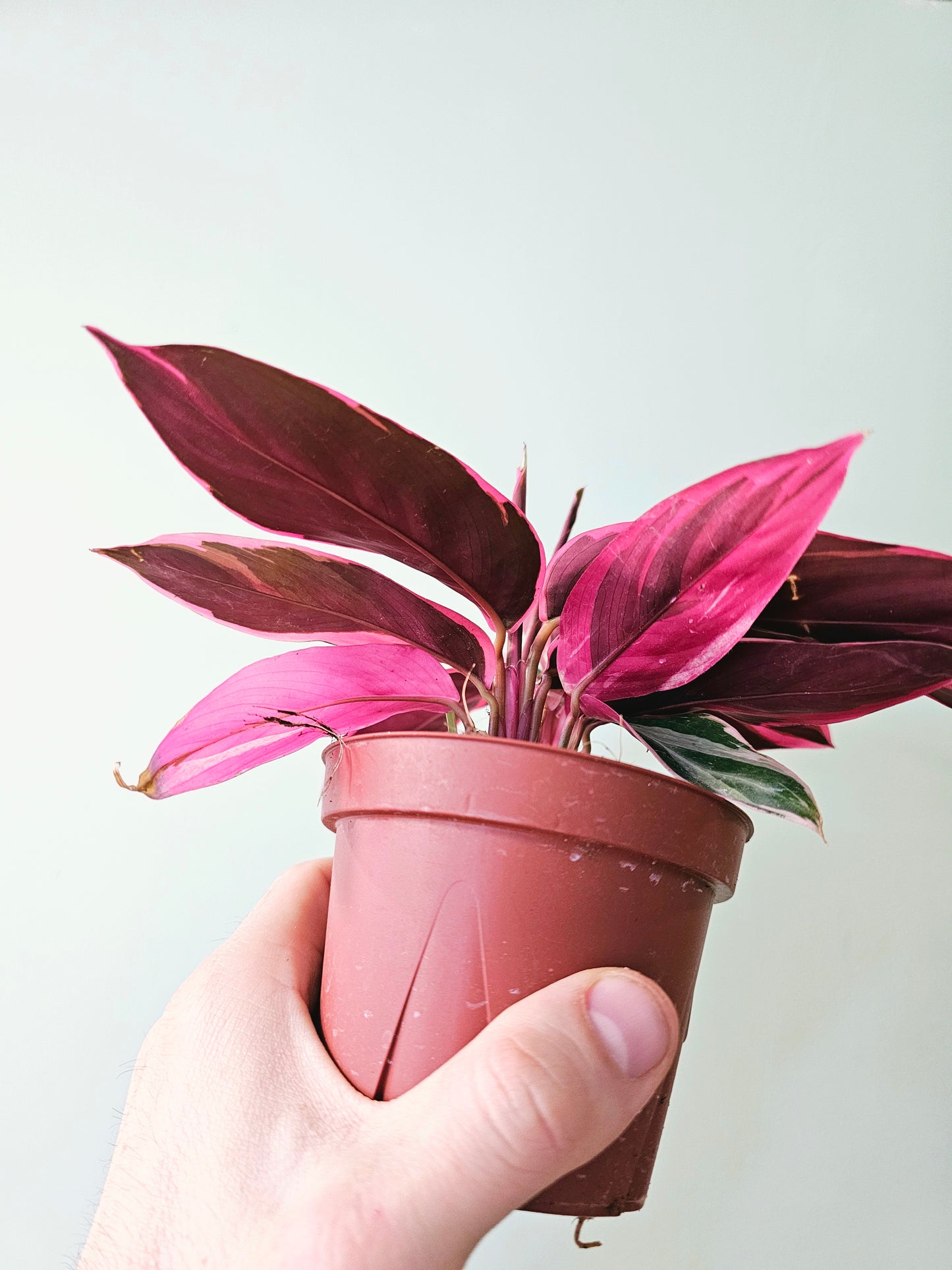 Stromanthe sanguinea 'Triostar' 4"