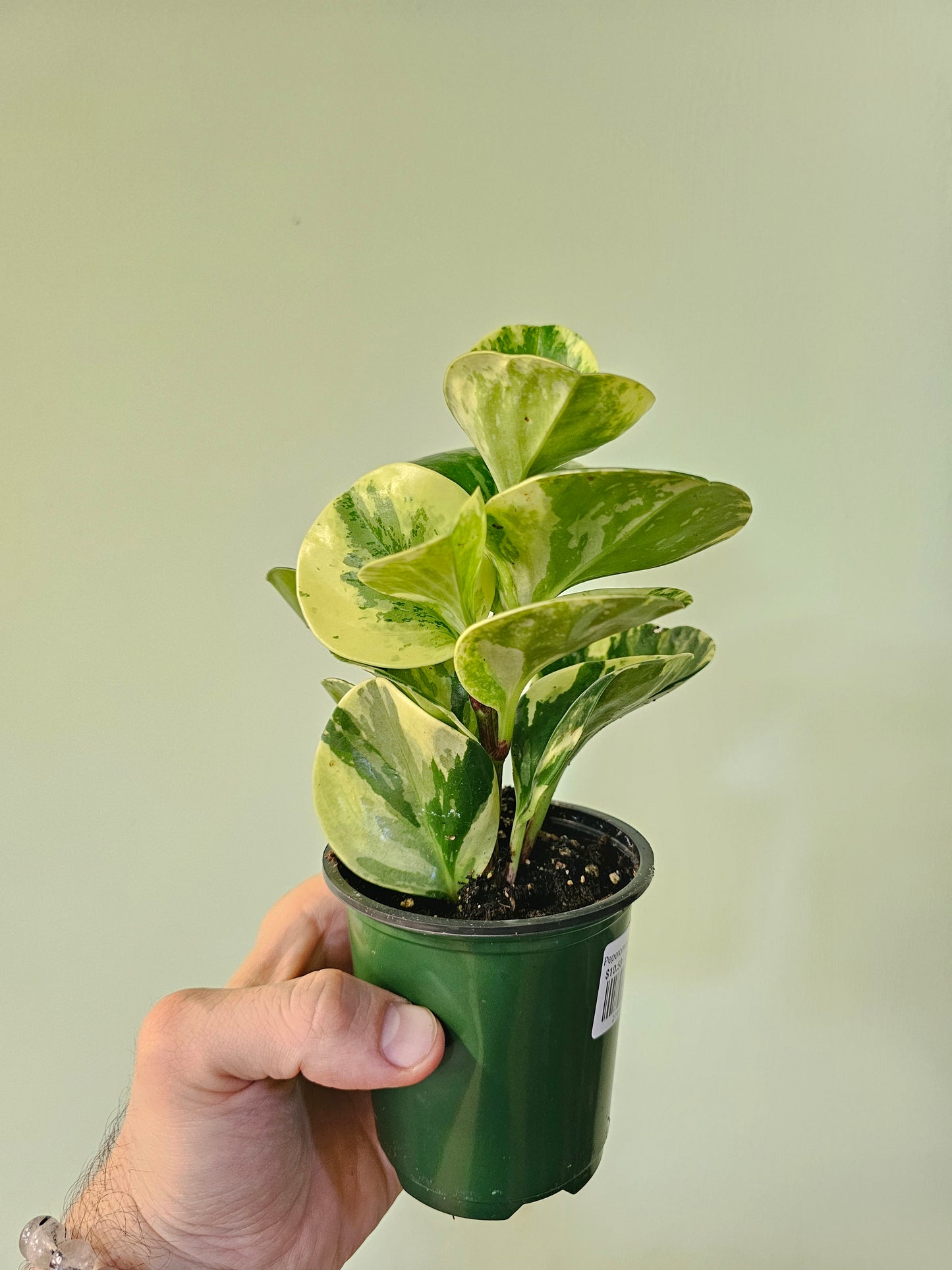 Peperomia obtusifolia 'Marble' 3.5"