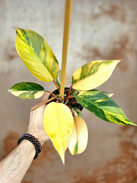Philodendron 'Rojo Congo' Variegated 4"