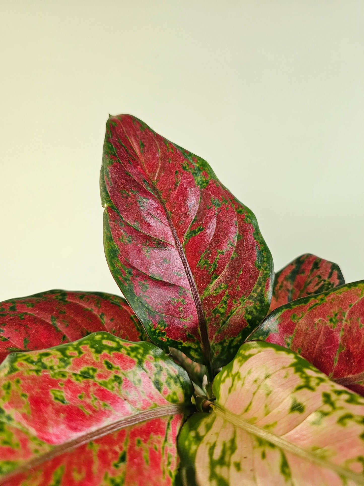 Aglaonema 'Black Maroon' 4"