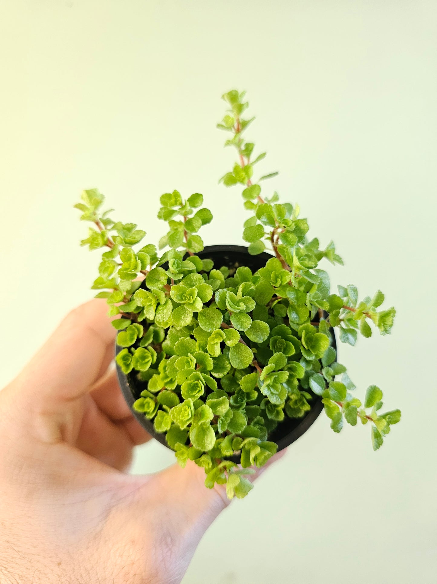 Pilea depressa 'Tiny Tears' 2.5"
