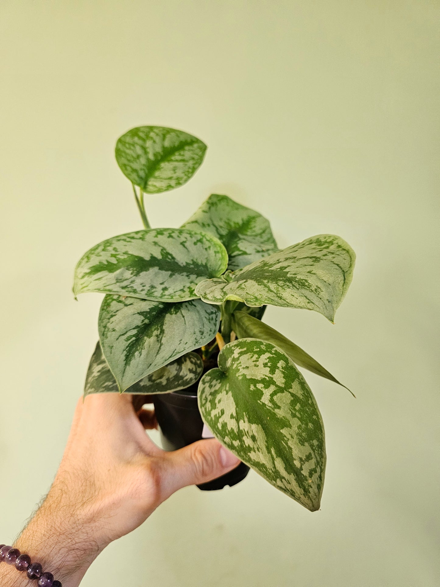 Scindapsus pictus 'Exotica' 4"