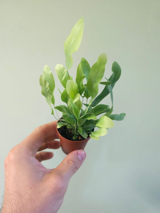 Phlebodium aureum "Blue Star Fern" 2"