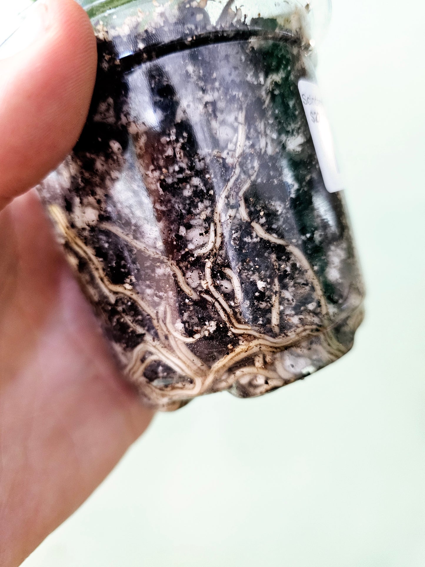 Scindapsus pictus 'Silver Queen' 4"