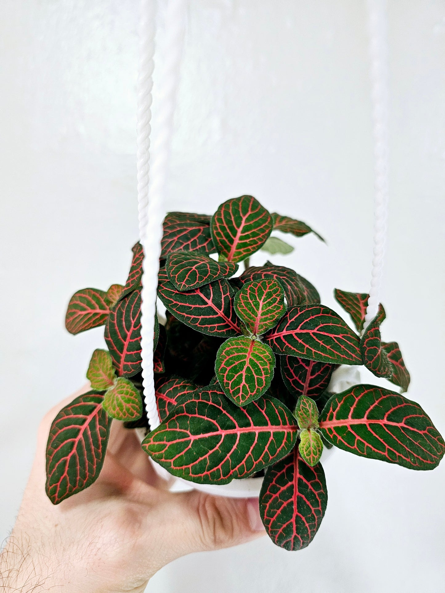Fittonia Albivenis Red Nerve Plant 4" HB