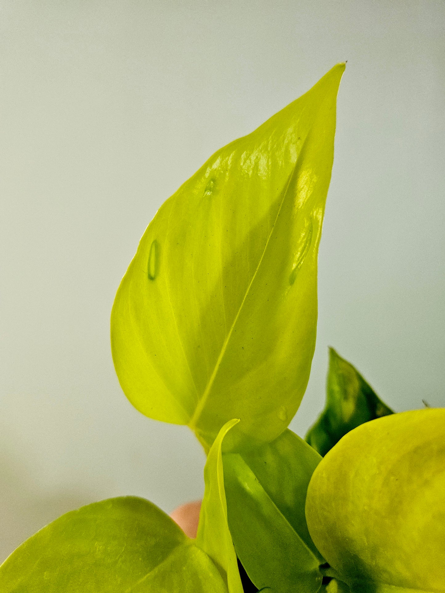 Epipremnum aureum teruno 'Champs Elysees' "Pothos" 4"