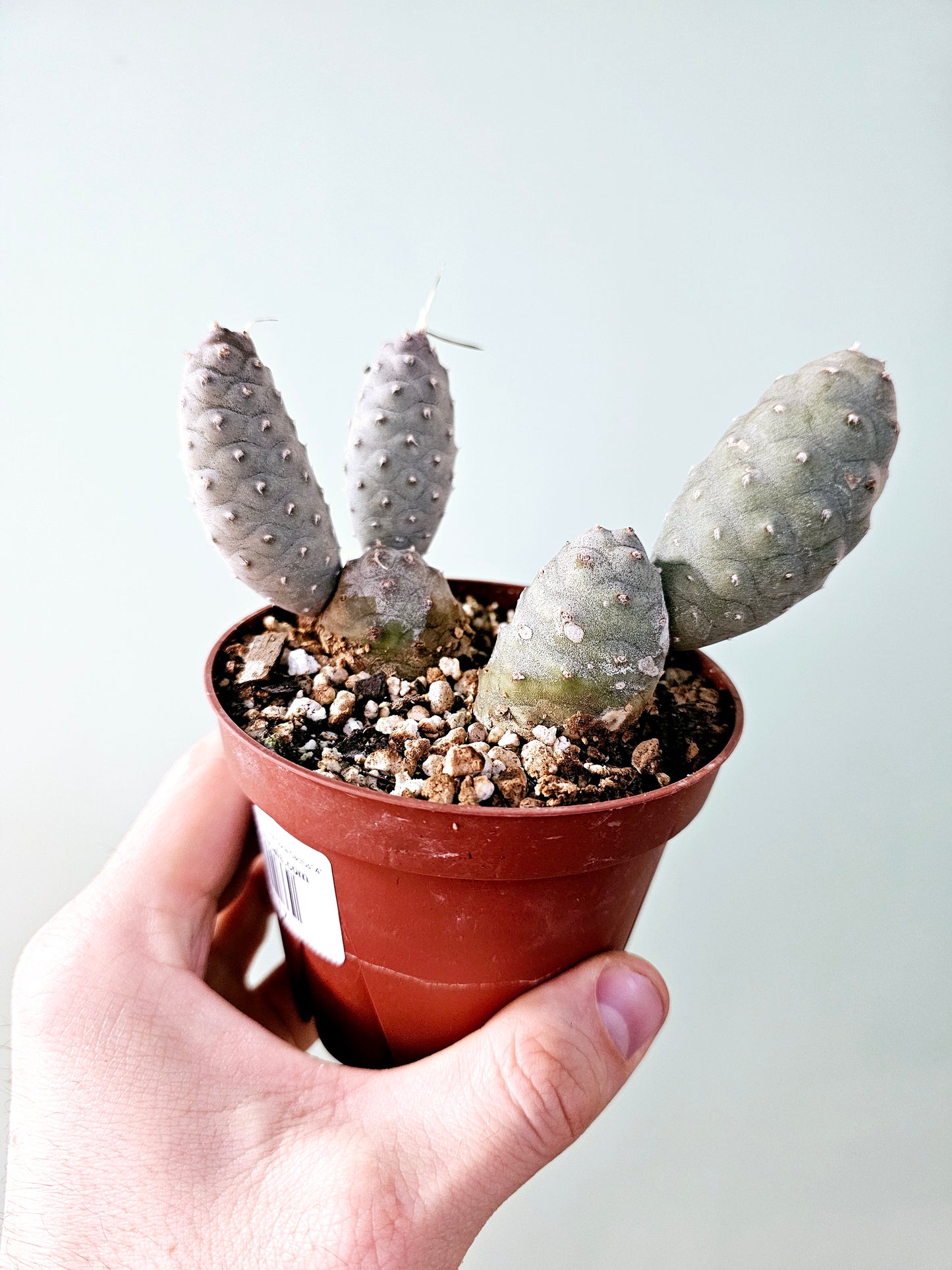 Tephrocactus articulatus var. inermis "Pine Cone Cactus" 4" Multi