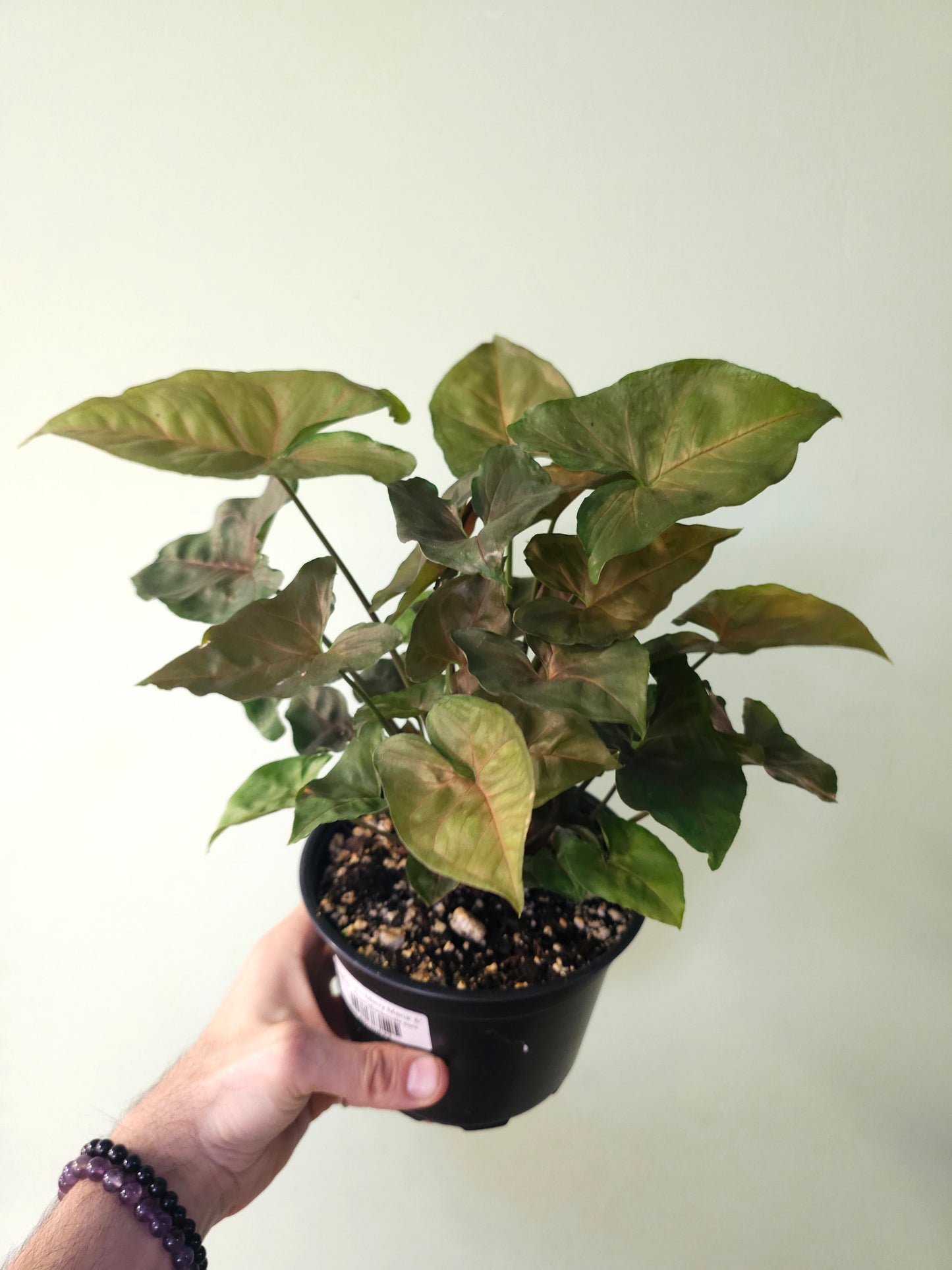 Syngonium 'Merry Maria' 6"