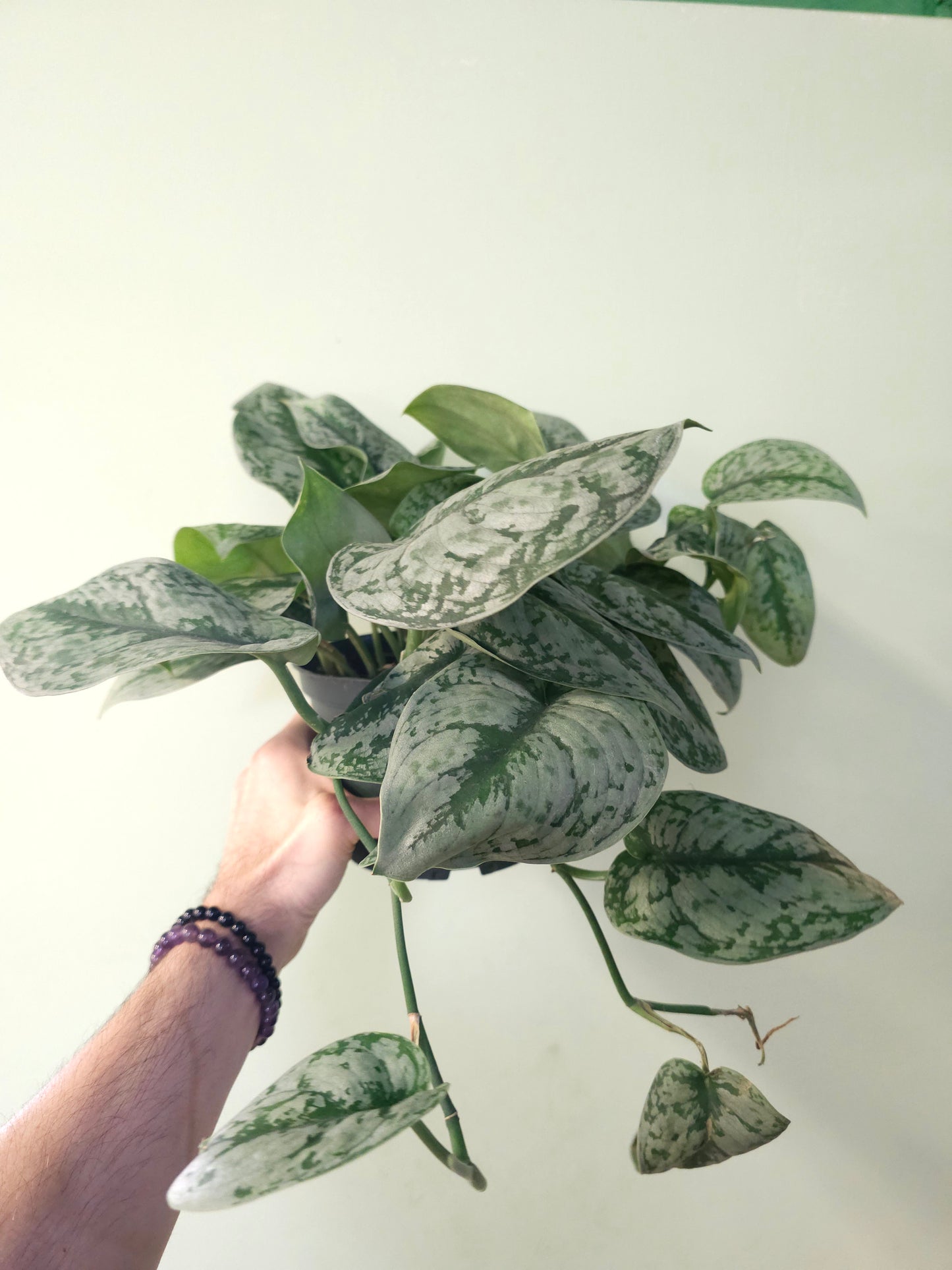 Scindapsus pictus 'Silver Queen' 6”