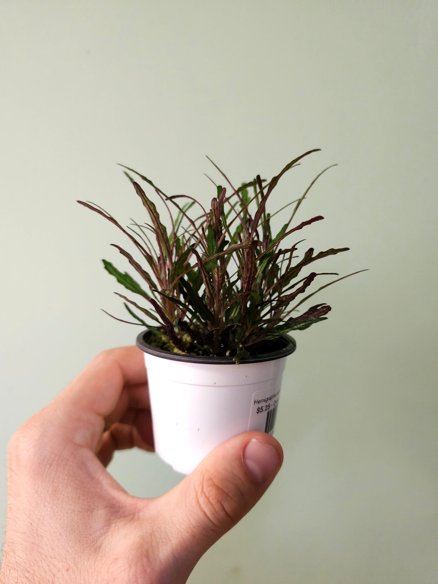 Hemigraphis repanda 'Dragon's Breath' 2.5"