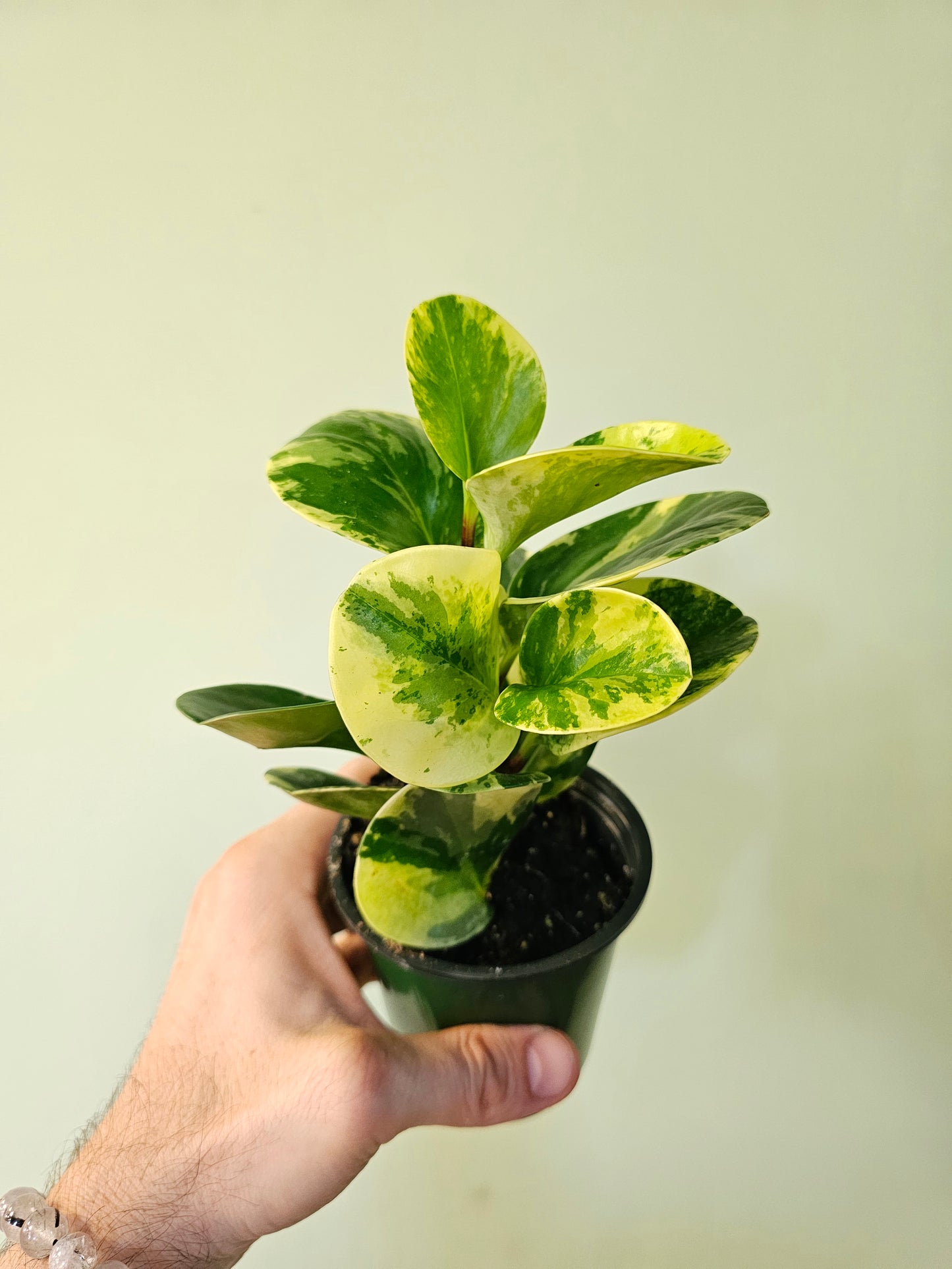 Peperomia obtusifolia 'Marble' 3.5"