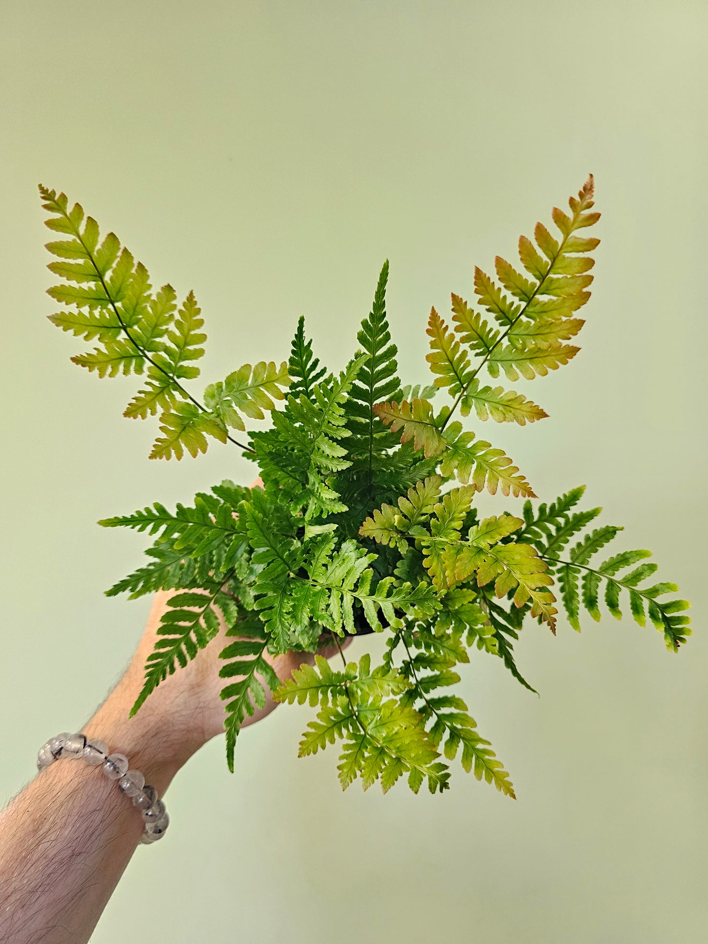 Dryopteris erythrosora "Autumn Fern" 3.5"