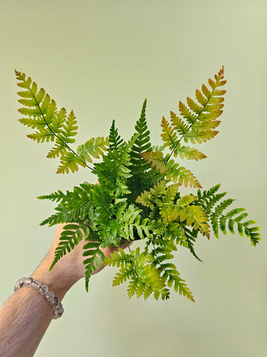 Dryopteris erythrosora "Autumn Fern" 3.5"